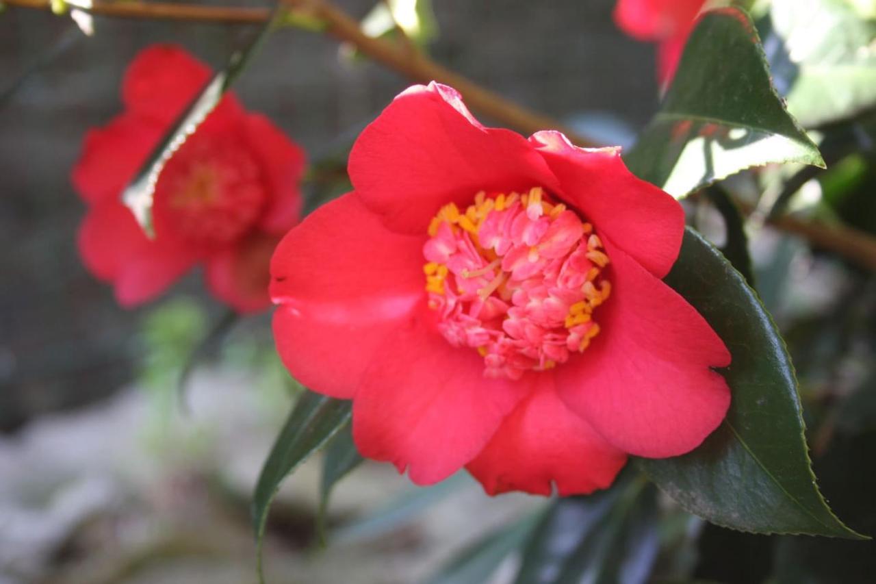 Apartmán La Camelia D'Oro Oggebio Exteriér fotografie