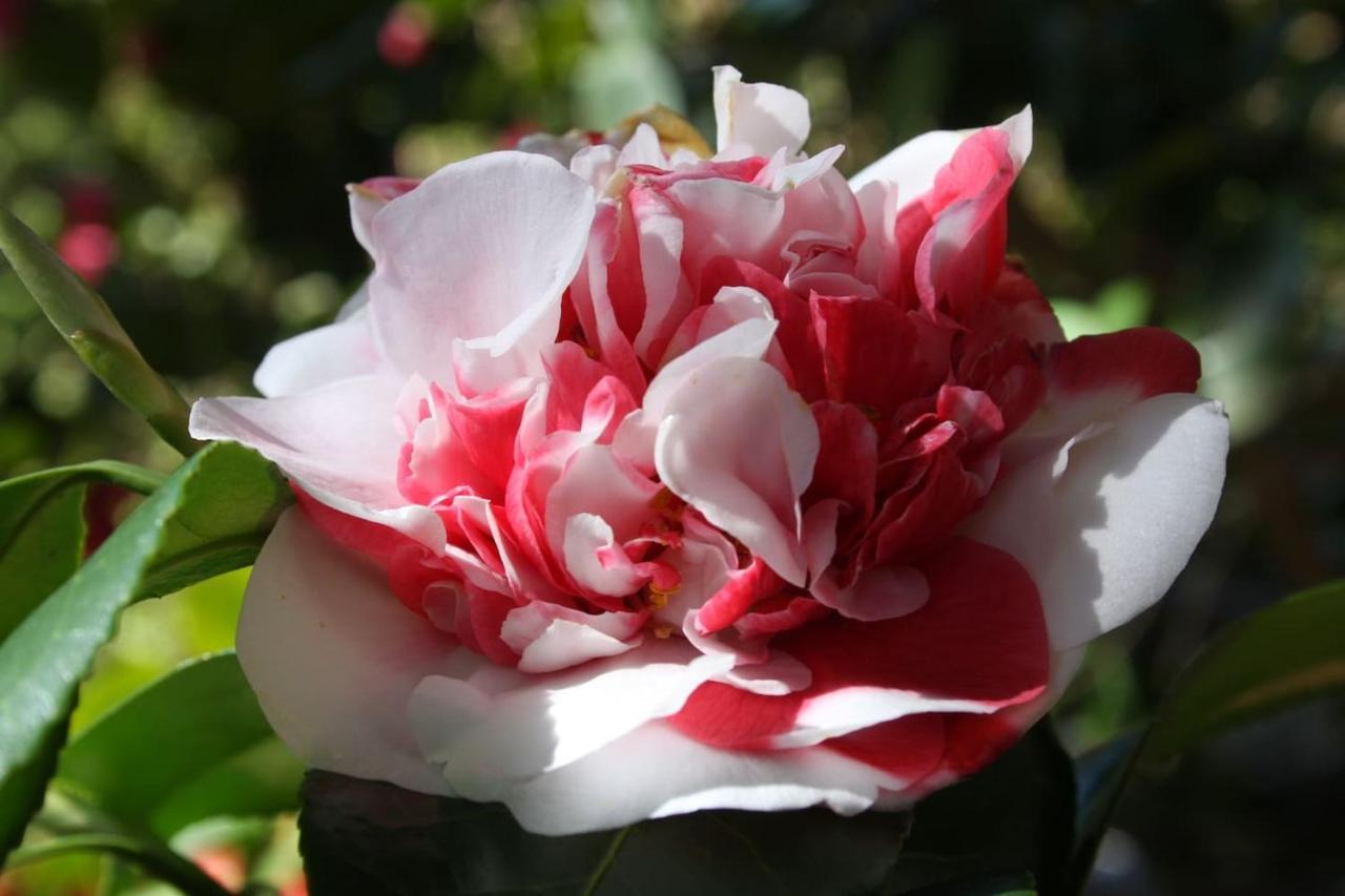 Apartmán La Camelia D'Oro Oggebio Exteriér fotografie