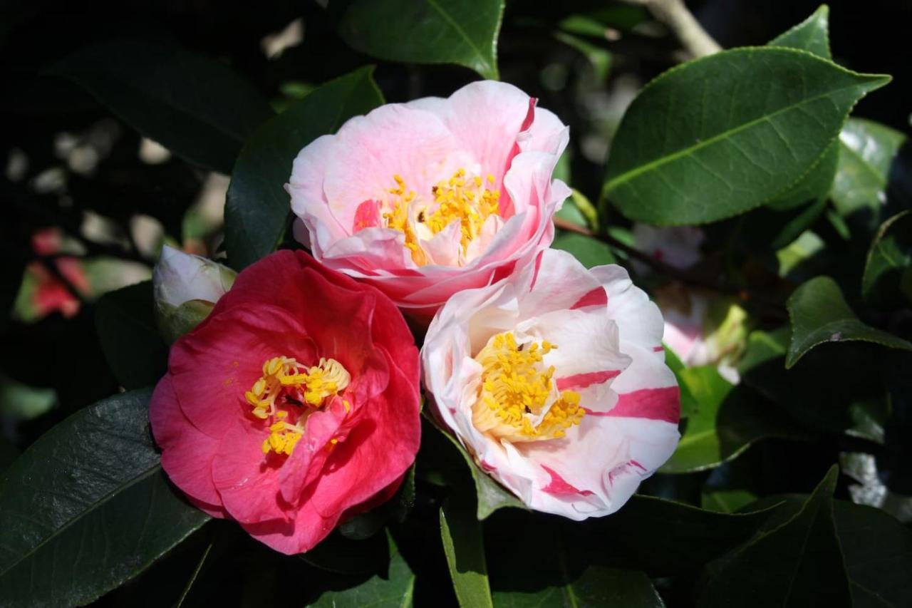 Apartmán La Camelia D'Oro Oggebio Exteriér fotografie