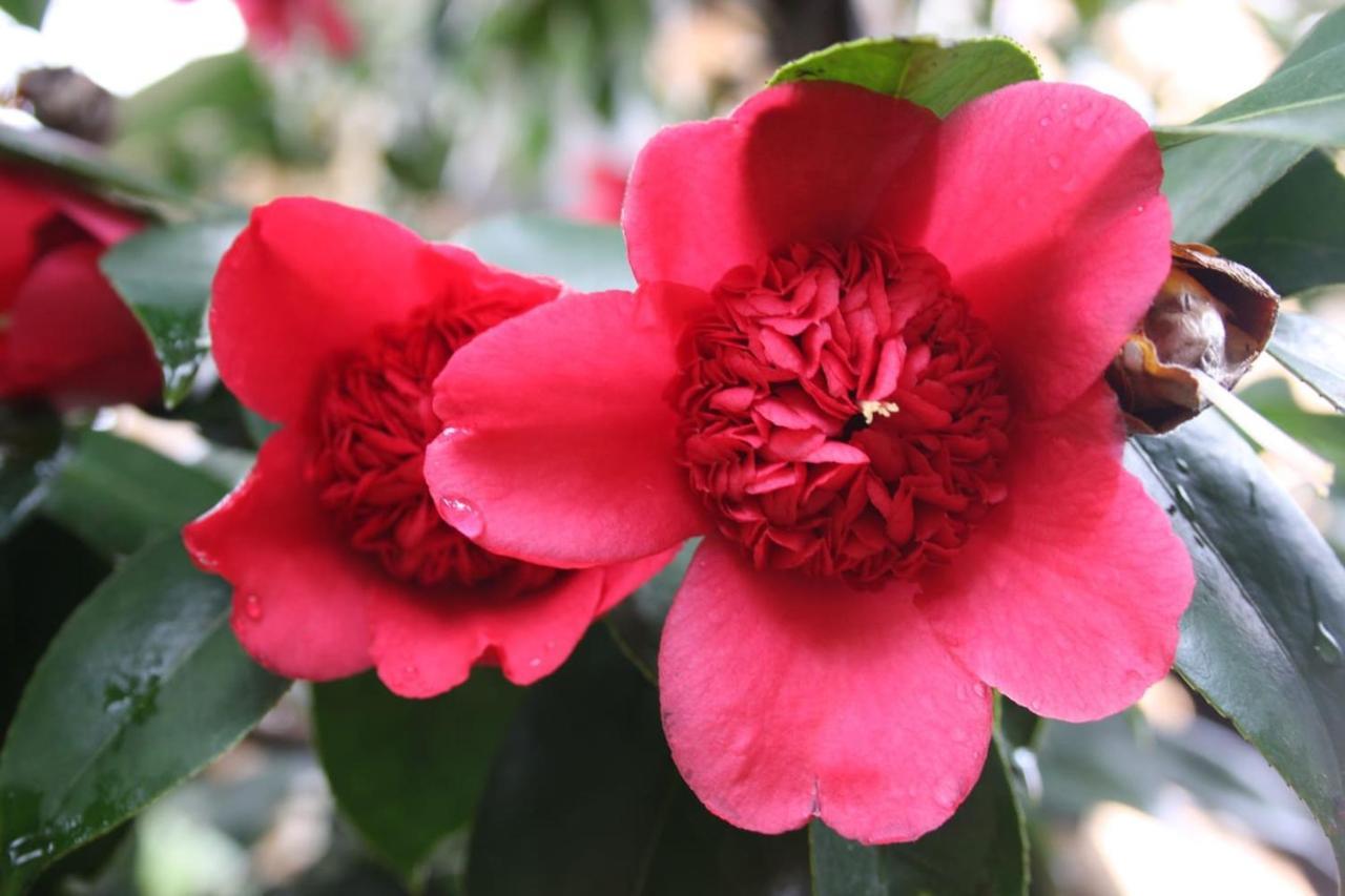 Apartmán La Camelia D'Oro Oggebio Exteriér fotografie